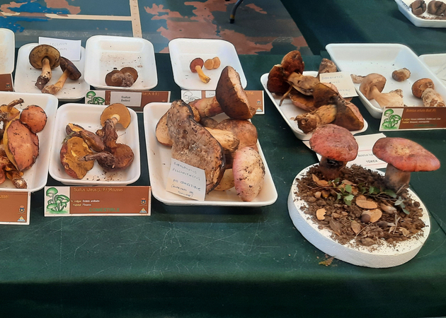 Image gallery Ayerbe Mycological Conference 2