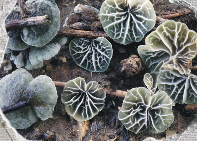 Image gallery Ayerbe Mycological Conference 3
