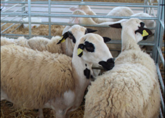 Image gallery Sheep, Crafts and Food Fair 3