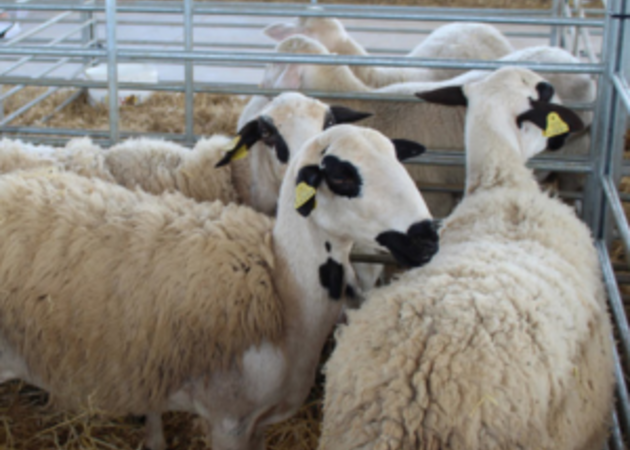 Image gallery Sheep, Crafts and Food Fair 1