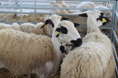 Thumbnail Sheep, Crafts and Food Fair
