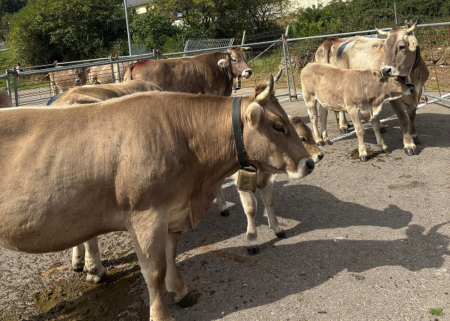 Image gallery Sallent Livestock Fair and Exhibition Competition 1