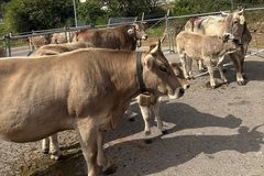 Thumbnail Sallent Livestock Fair and Exhibition Competition