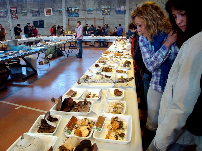 Thumbnail Ayerbe Mycological Conference