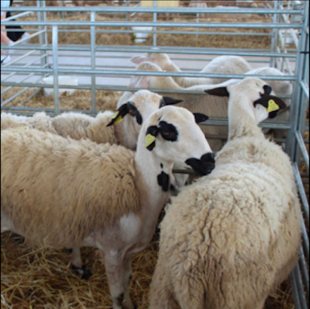 Thumbnail Sheep, Crafts and Food Fair